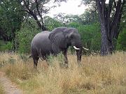 BOTSWANA Roberto e Lidia - 037